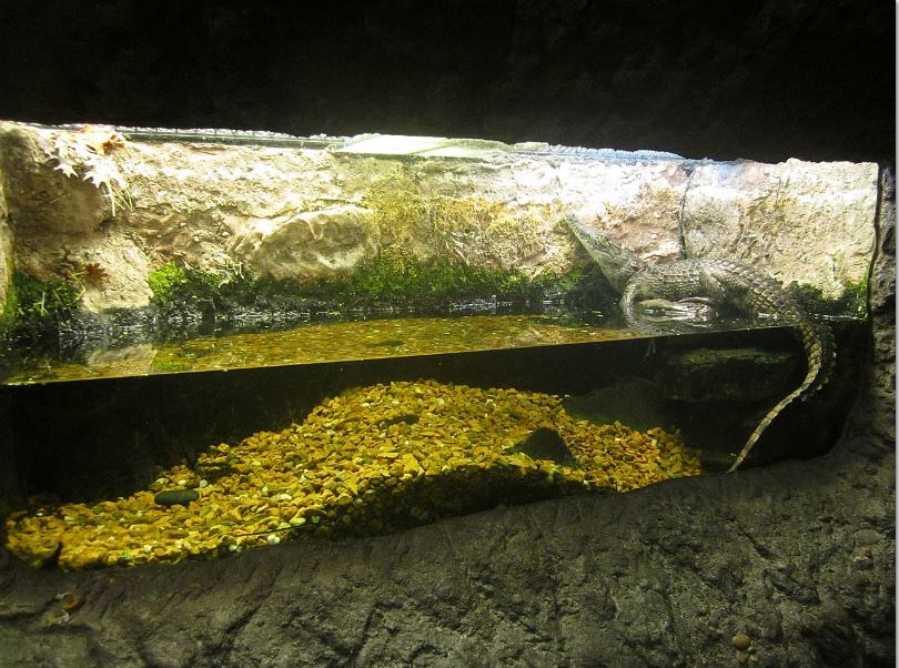Mar. 2013-Gator Alley - Nile Crocodile Exhibit