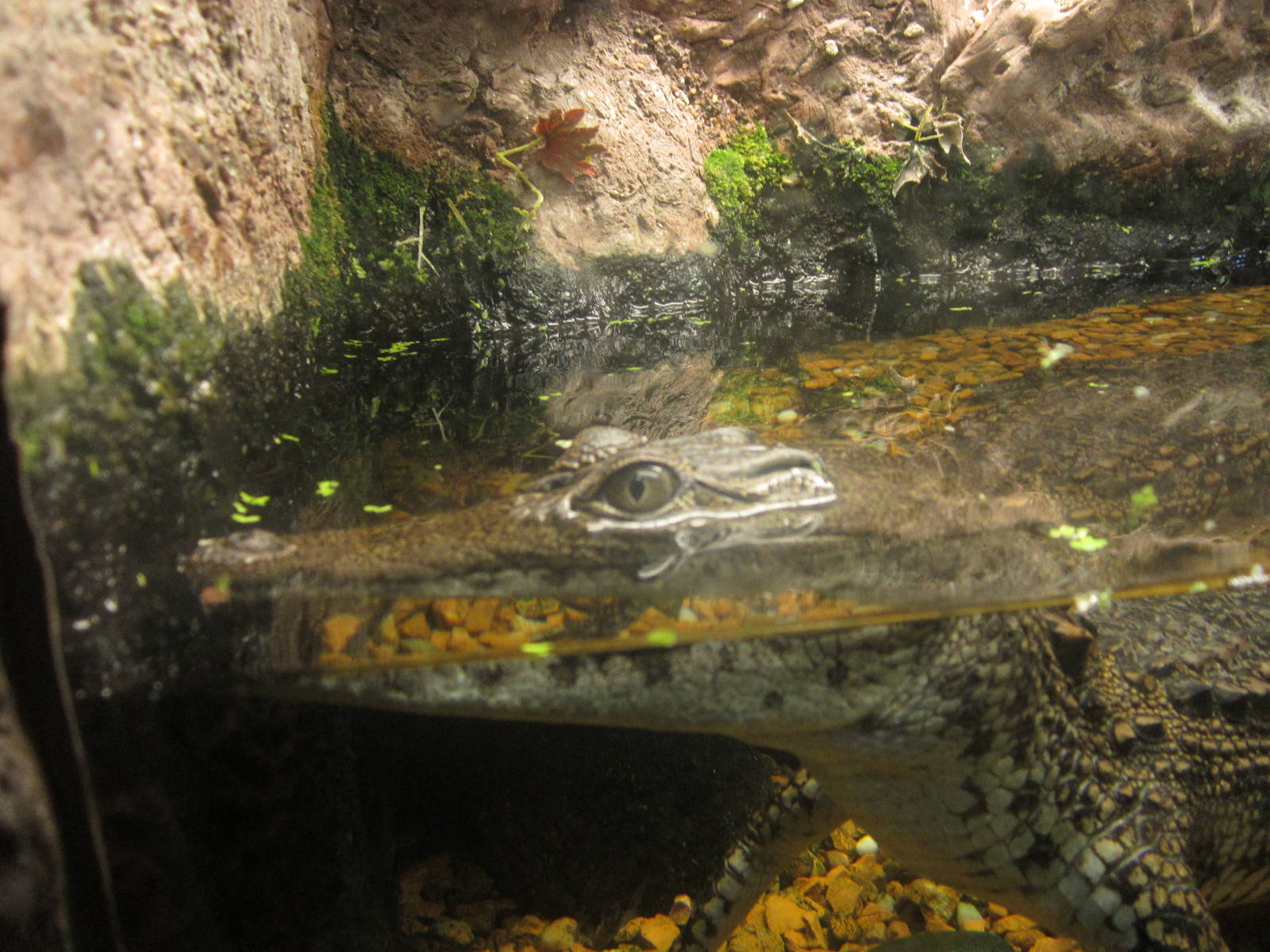 Mar. 2013-Gator Alley - Nile Crocodile
