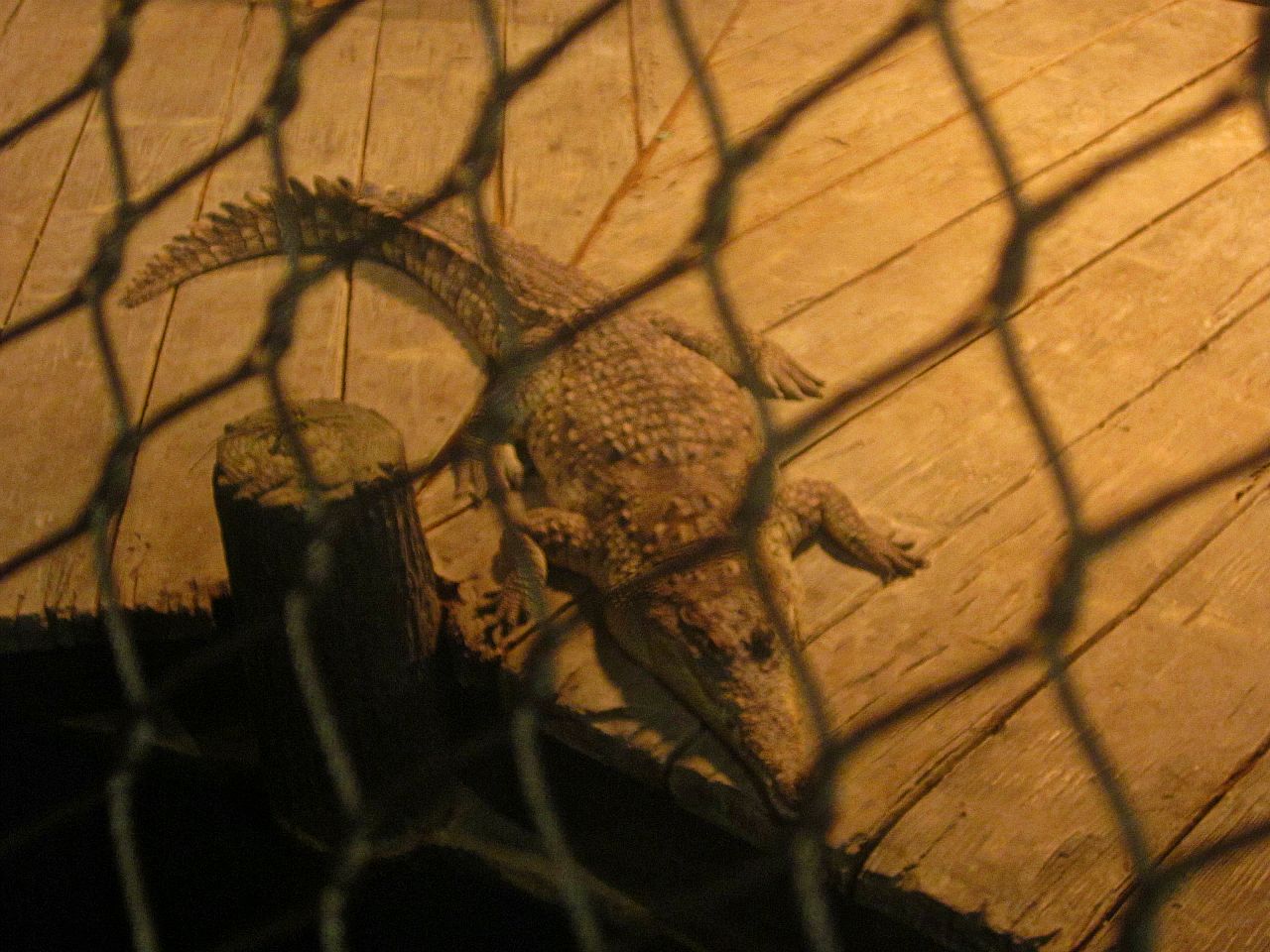 Mar. 2013-Gator Alley - Orinoco Crocodile