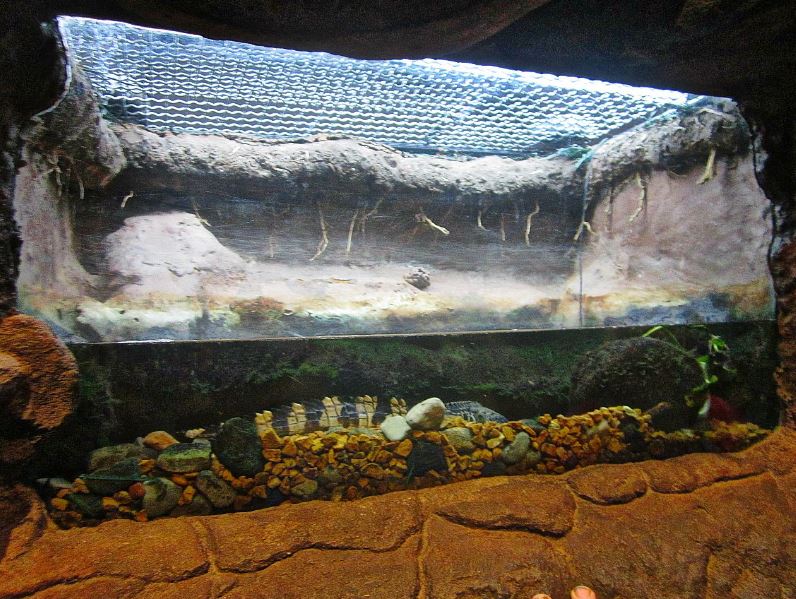 Mar. 2013-Gator Alley - Siamese Crocodile Exhibit