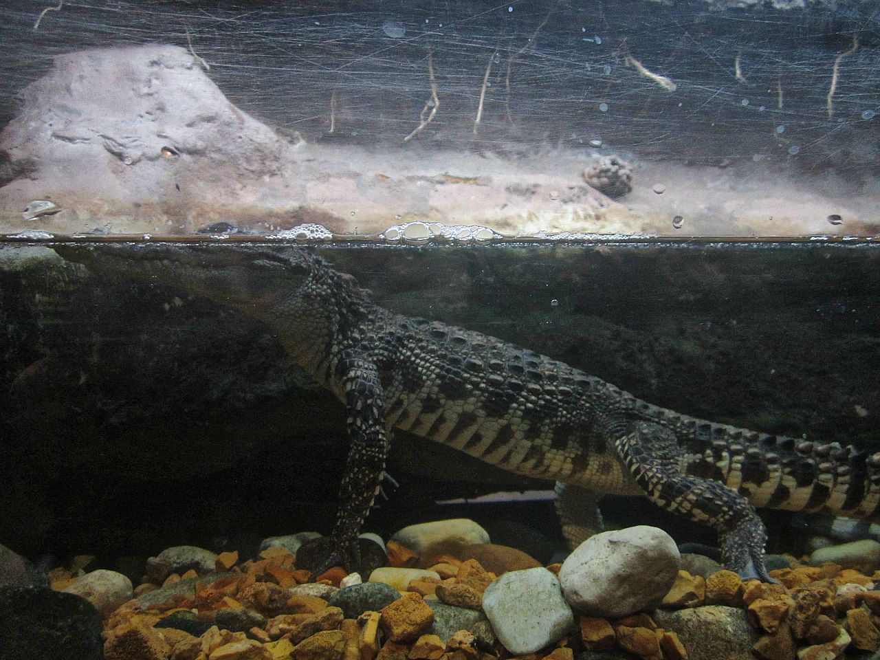 Mar. 2013-Gator Alley - Siamese Crocodile