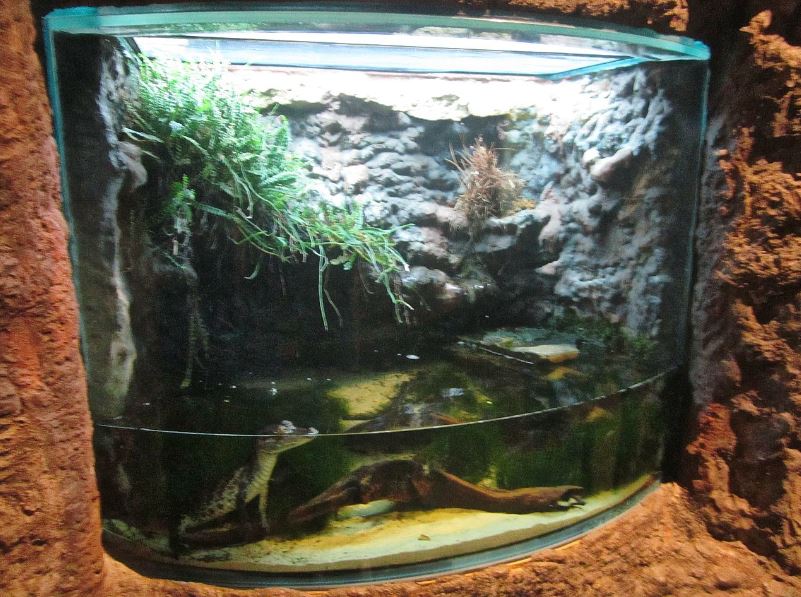 Mar. 2013-Gator Alley - Spectacled Caiman Exhibit