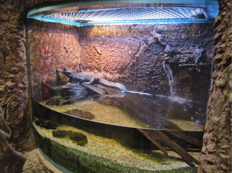 Mar. 2013-Gator Alley - West African Dwarf Crocodile Exhibit