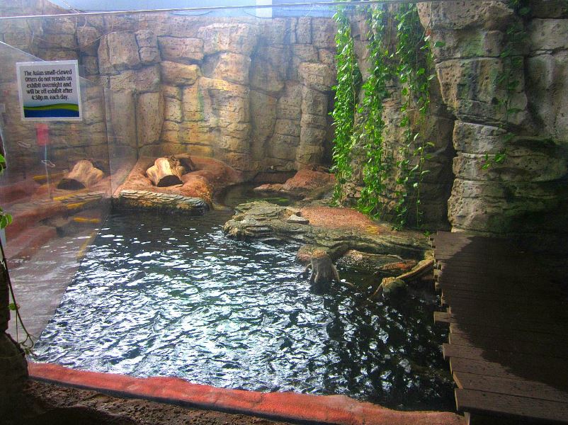 Mar. 2013-Hidden Treasures of the Rainforest Islands - Asian Small-clawed O