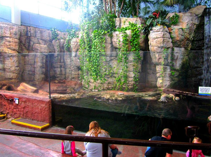 Mar. 2013-Hidden Treasures of the Rainforest Islands - Asian Small-clawed O