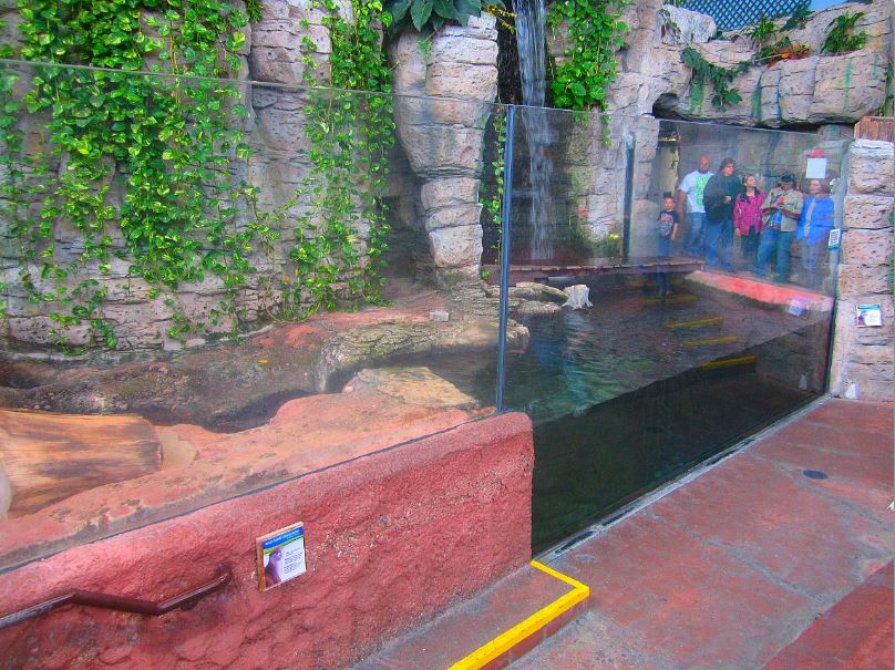 Mar. 2013-Hidden Treasures of the Rainforest Islands - Asian Small-clawed O