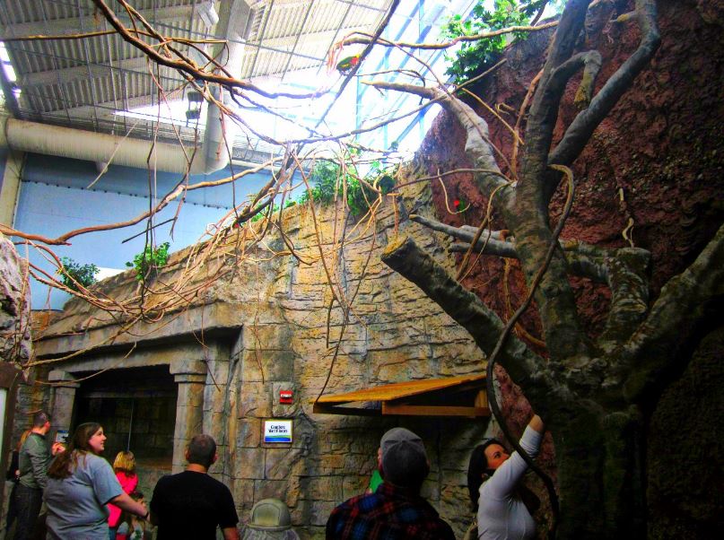 Mar. 2013-Hidden Treasures of the Rainforest Islands - Lorikeet Land