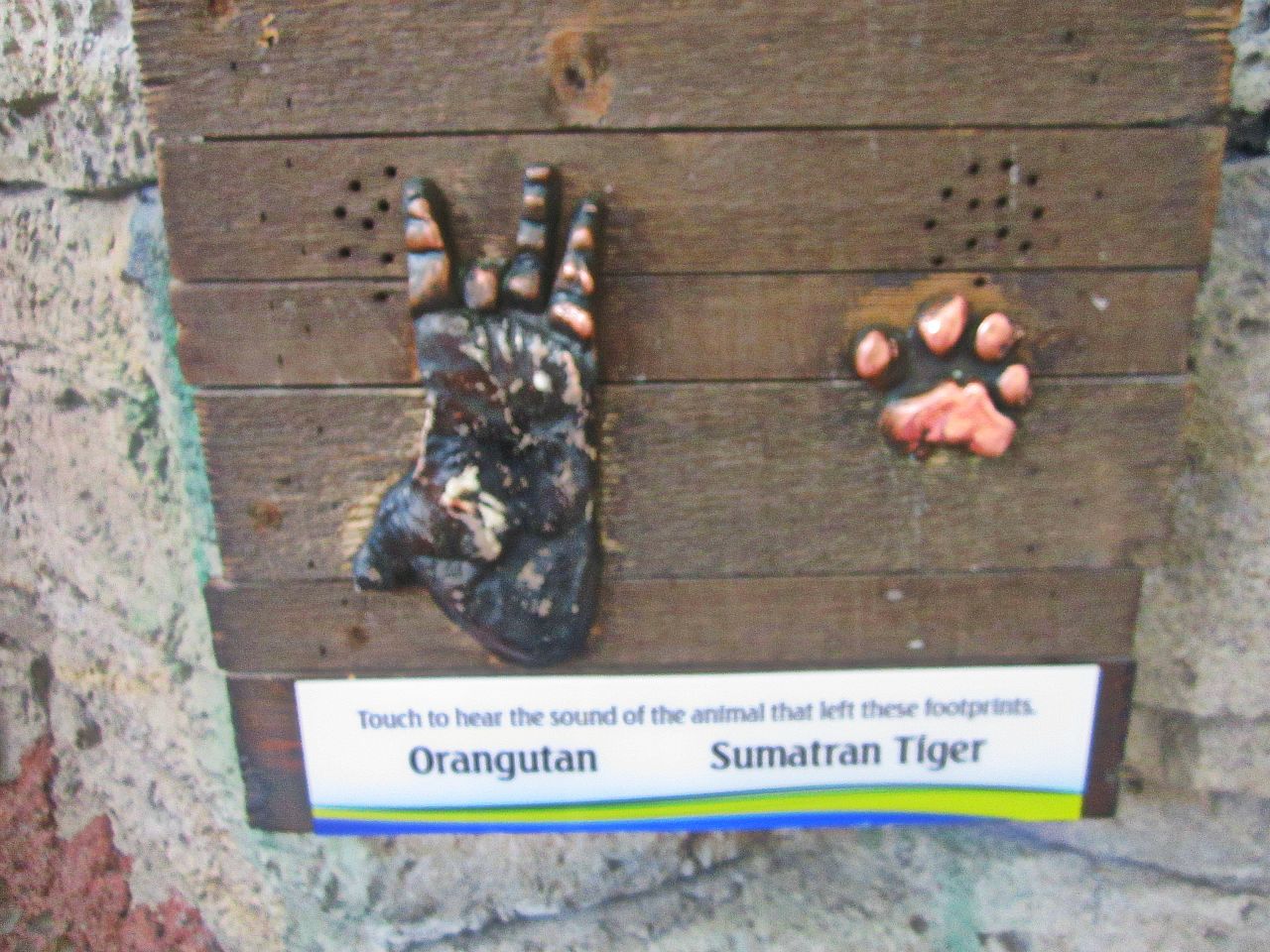 Mar. 2013-Hidden Treasures of the Rainforest Islands - Orangutan + Sumatran