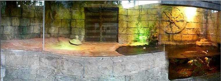 Mar. 2013-Hidden Treasures of the Rainforest Islands - West African Dwarf C