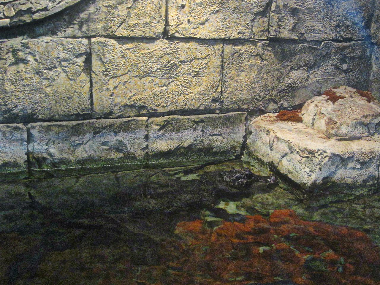 Mar. 2013-Hidden Treasures of the Rainforest Islands - West African Dwarf C