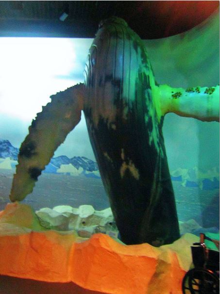 Mar. 2013-Humpback Whale