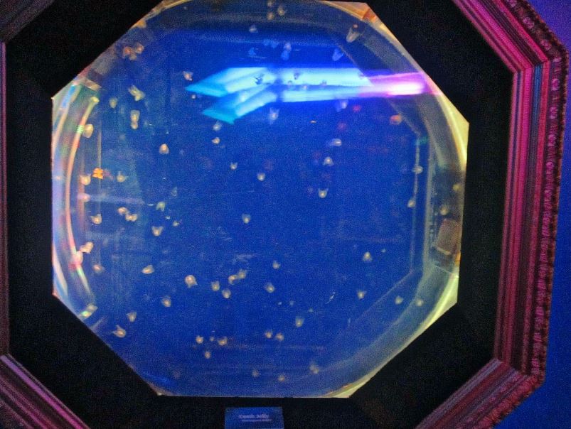 Mar. 2013-Jellyfish Gallery - Comb Jellyfish Exhibit