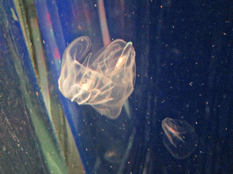 Mar. 2013-Jellyfish Gallery - Comb Jellyfish