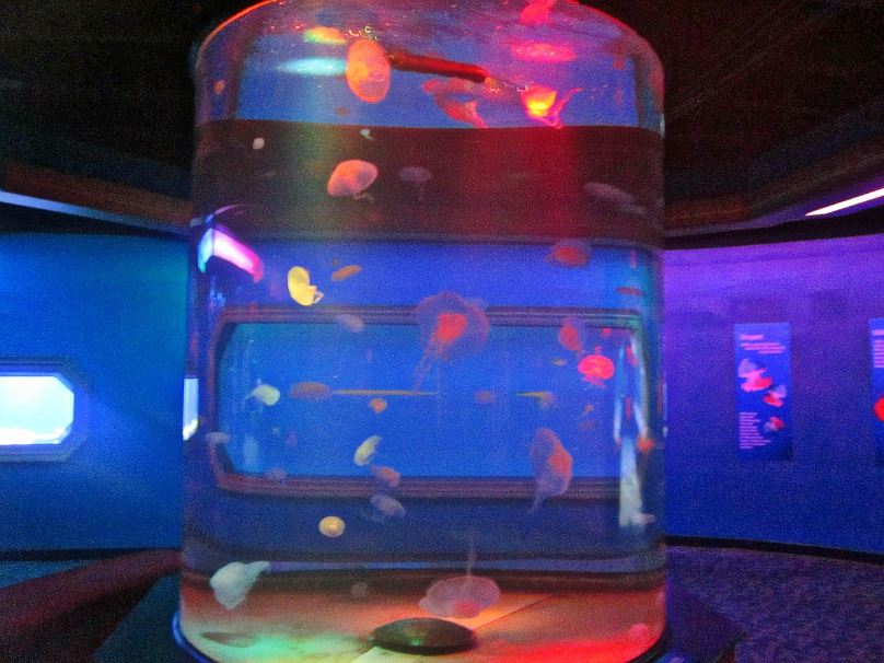 Mar. 2013-Jellyfish Gallery - Moon Jellyfish Exhibit