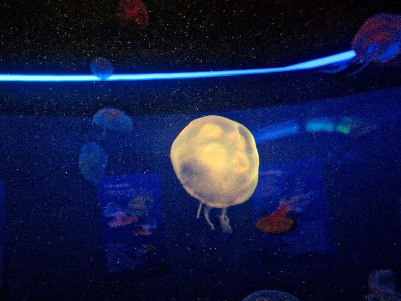 Mar. 2013-Jellyfish Gallery - Moon Jellyfish