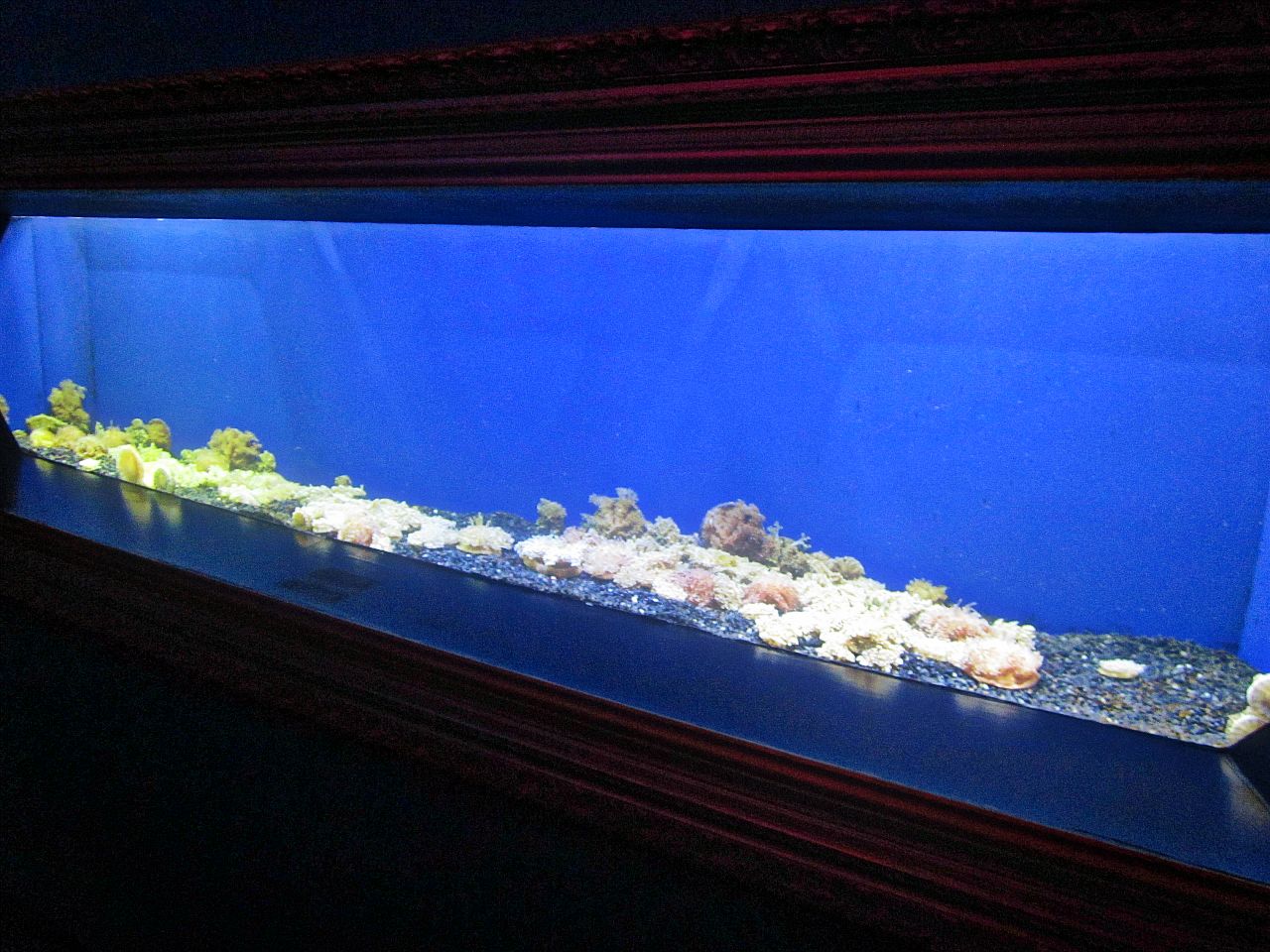 Mar. 2013-Jellyfish Gallery - Upside Down Jellyfish Exhibit