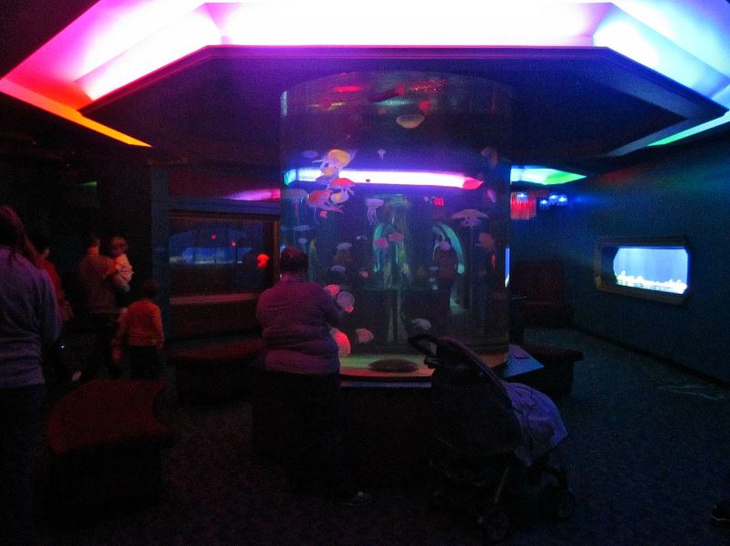 Mar. 2013-Jellyfish Gallery