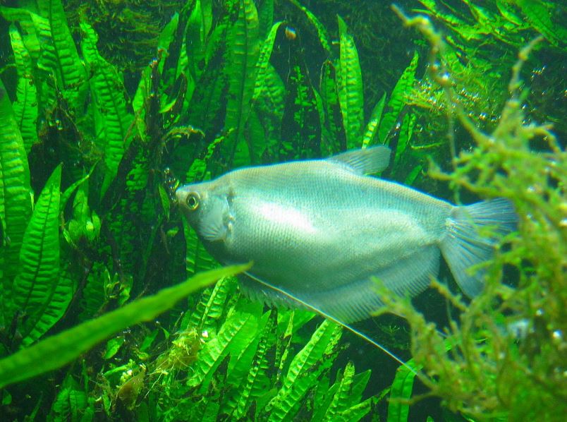 Mar. 2013-Moonlight Gourami