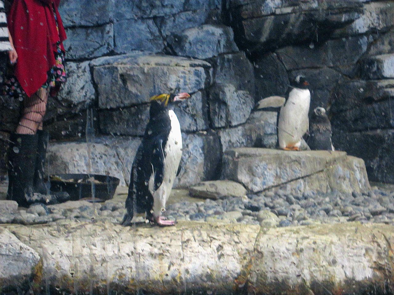 Mar. 2013-Penguin Palooza - Macaroni + Gentoo Penguins