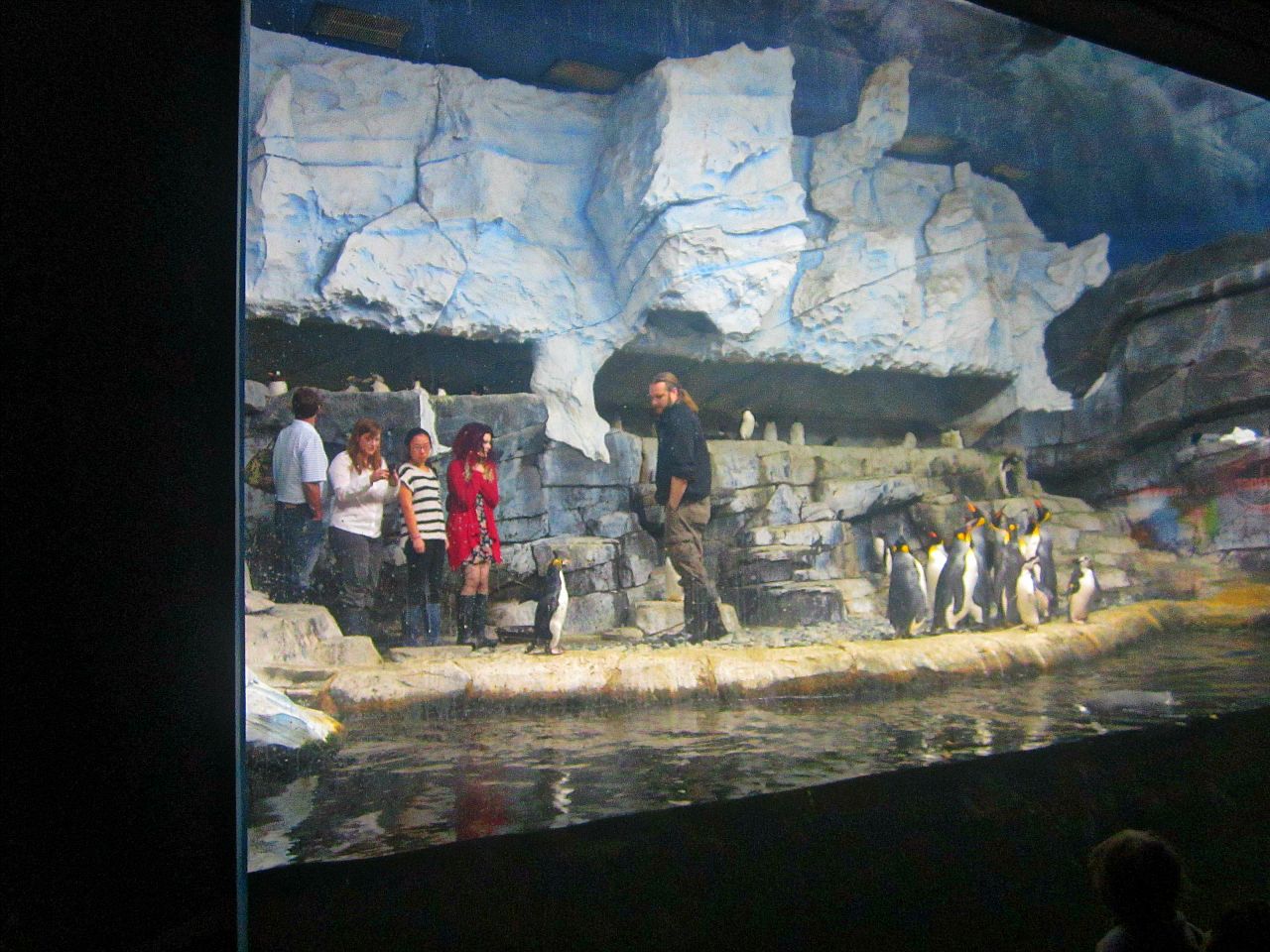 Mar. 2013-Penguin Palooza - Penguin Feeding