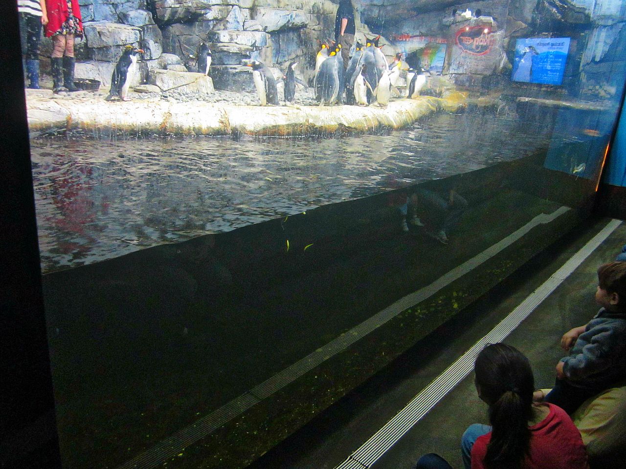 Mar. 2013-Penguin Palooza - Pool