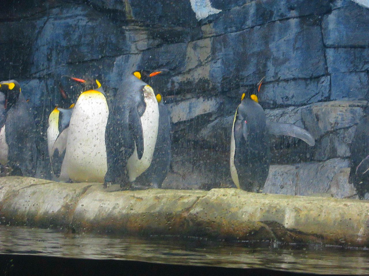 Mar. 2013-Penguin Palooza