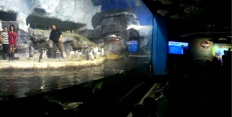 Mar. 2013-Penguin Palooza