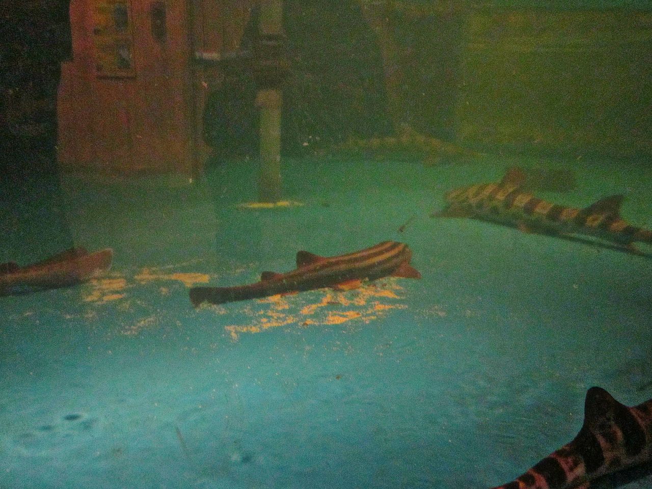 Mar. 2013-Shark Central - Pyjama + Leopard Sharks