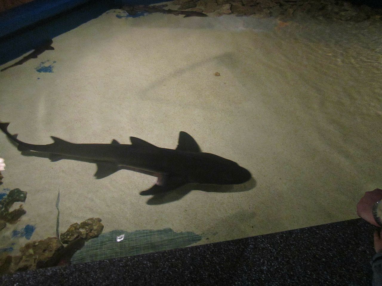 Mar. 2013-Shark Central - Spotted Gully Shark - Bruce