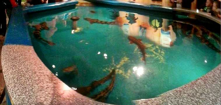 Mar. 2013-Shark Central