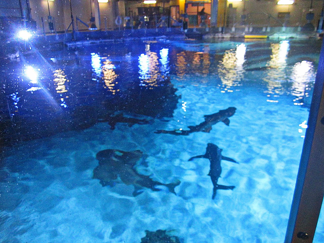 Mar. 2013-Shark Top - Shark Ray + Sandbar Shark + Sand Tiger Shark