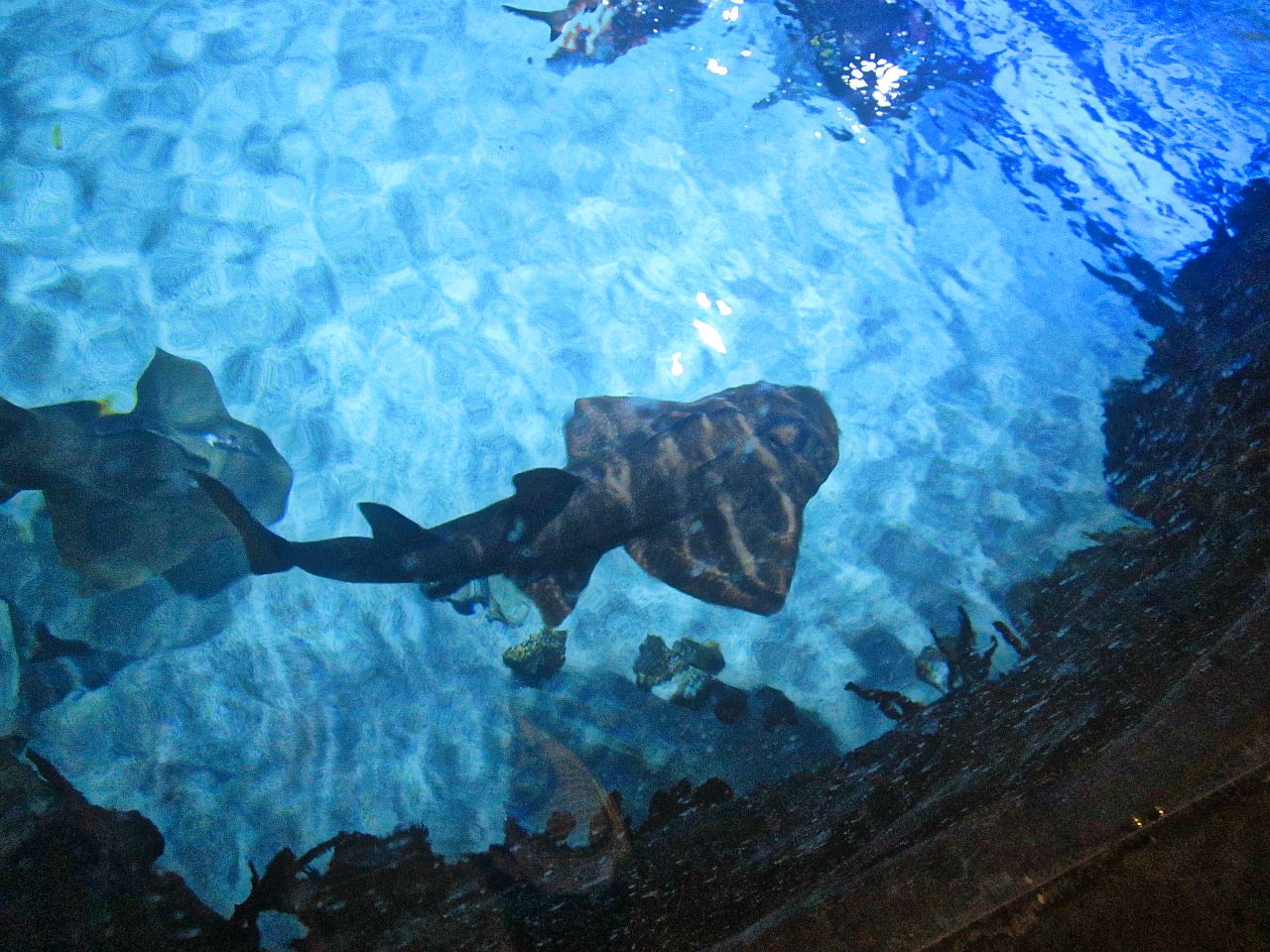 Mar. 2013-Shark Top - Shark Ray - Sweat Pea