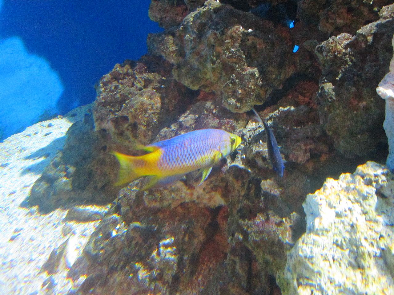 Mar. 2013-Shore Gallery - Grass Beds - Spanish Hogfish