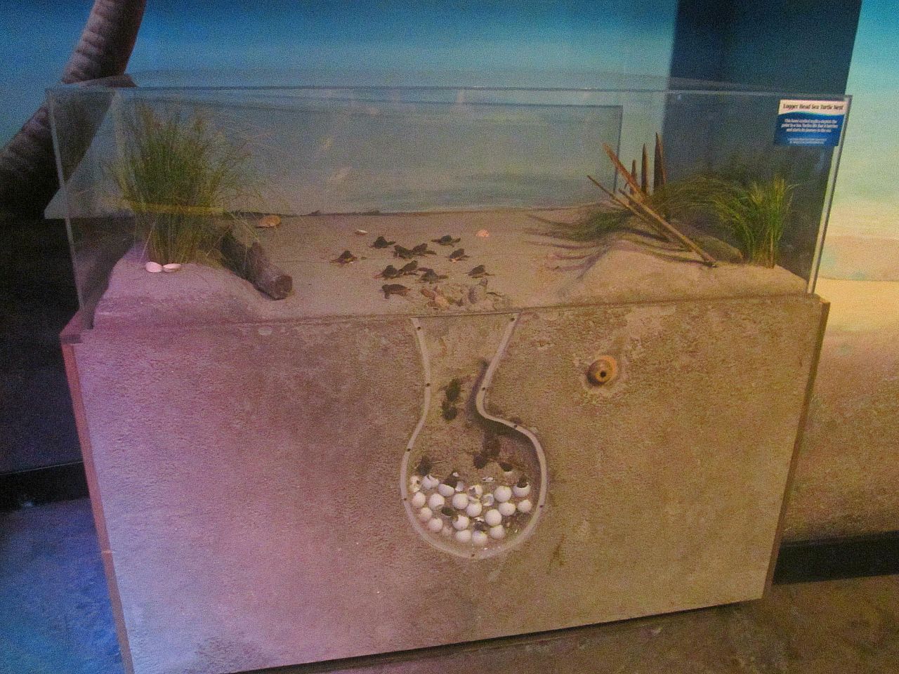 Mar. 2013-Shore Gallery - Loggerhead Sea Turtle Nest