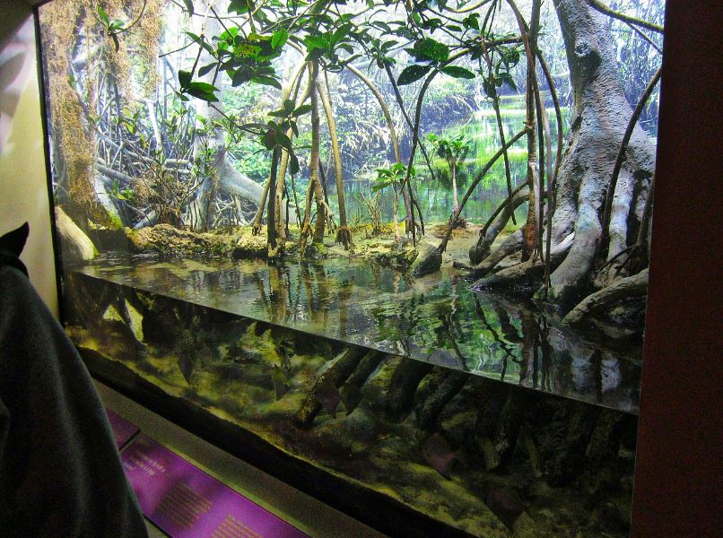 Mar. 2013-Shore Gallery - Mangrove Forest