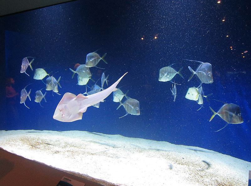 Mar. 2013-Shore Gallery - Sand Flats