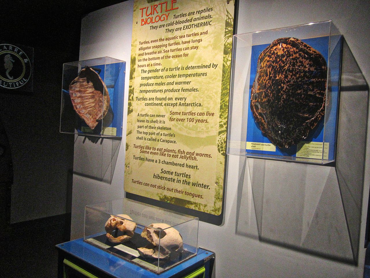 Mar. 2013-Shore Gallery - Turtle Biology