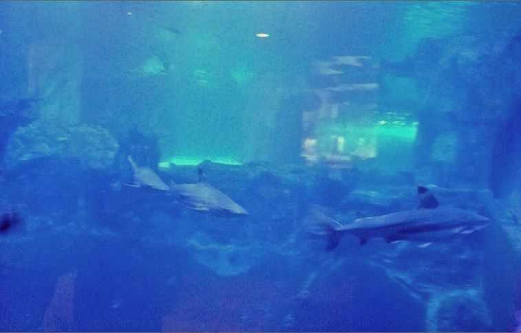 Mar. 2013-Surrounded by Sharks - Blacktip Reef Sharks