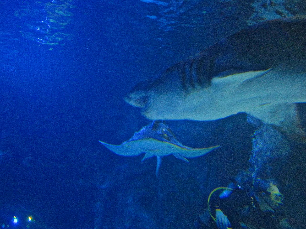 Mar. 2013-Surrounded by Sharks - Sand Tiger Shark + Scooter