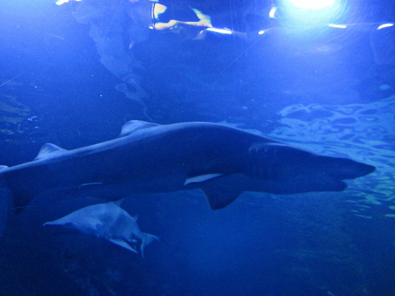 Mar. 2013-Surrounded by Sharks - Sand Tiger Sharks