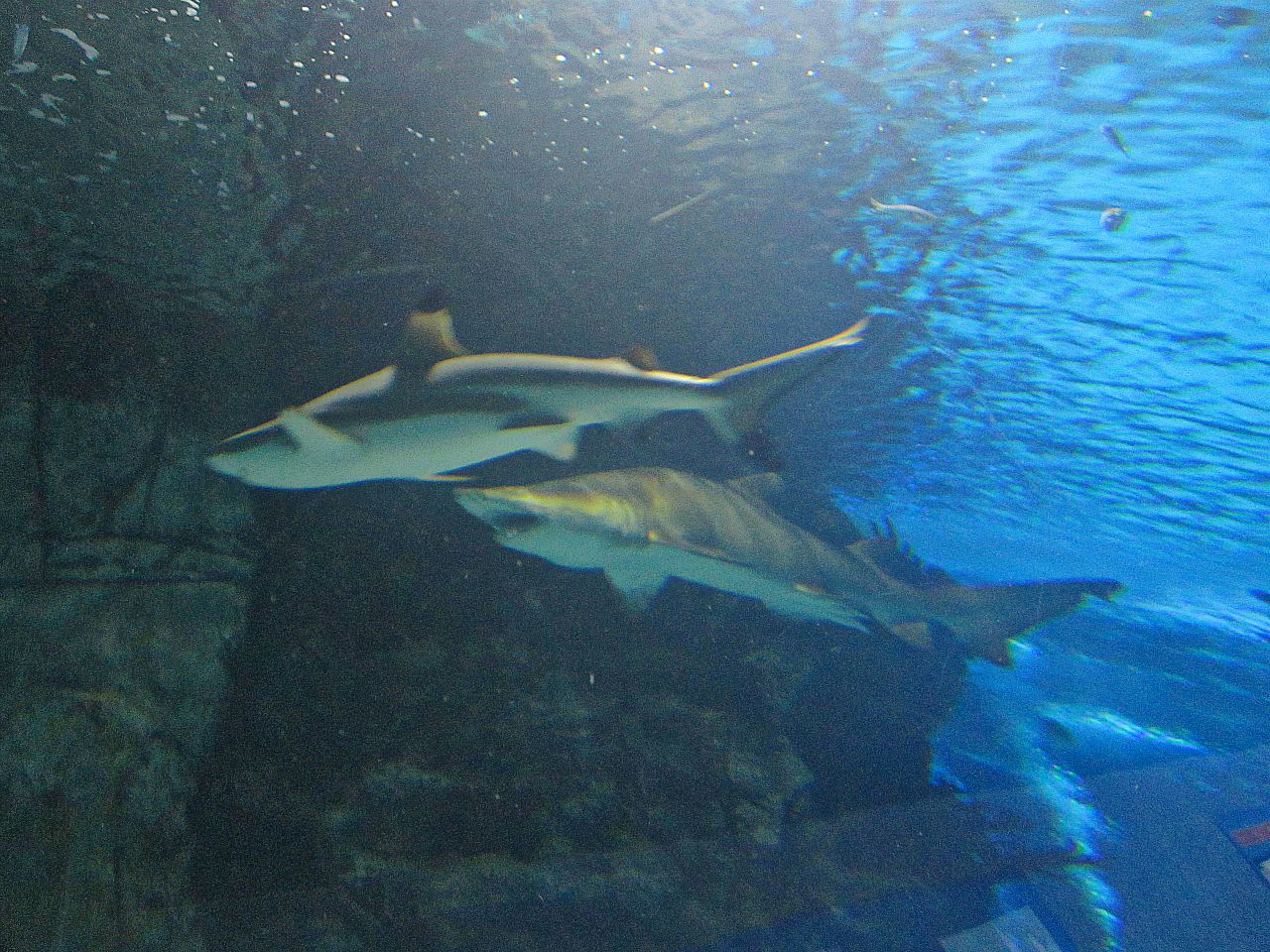 Mar. 2013-Surrounded by Sharks - Sandbar + Sand Tiger Sharks