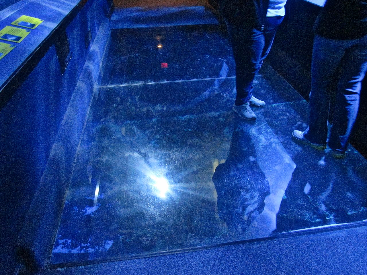 Mar. 2013-Surrounded by Sharks - See-through Floor