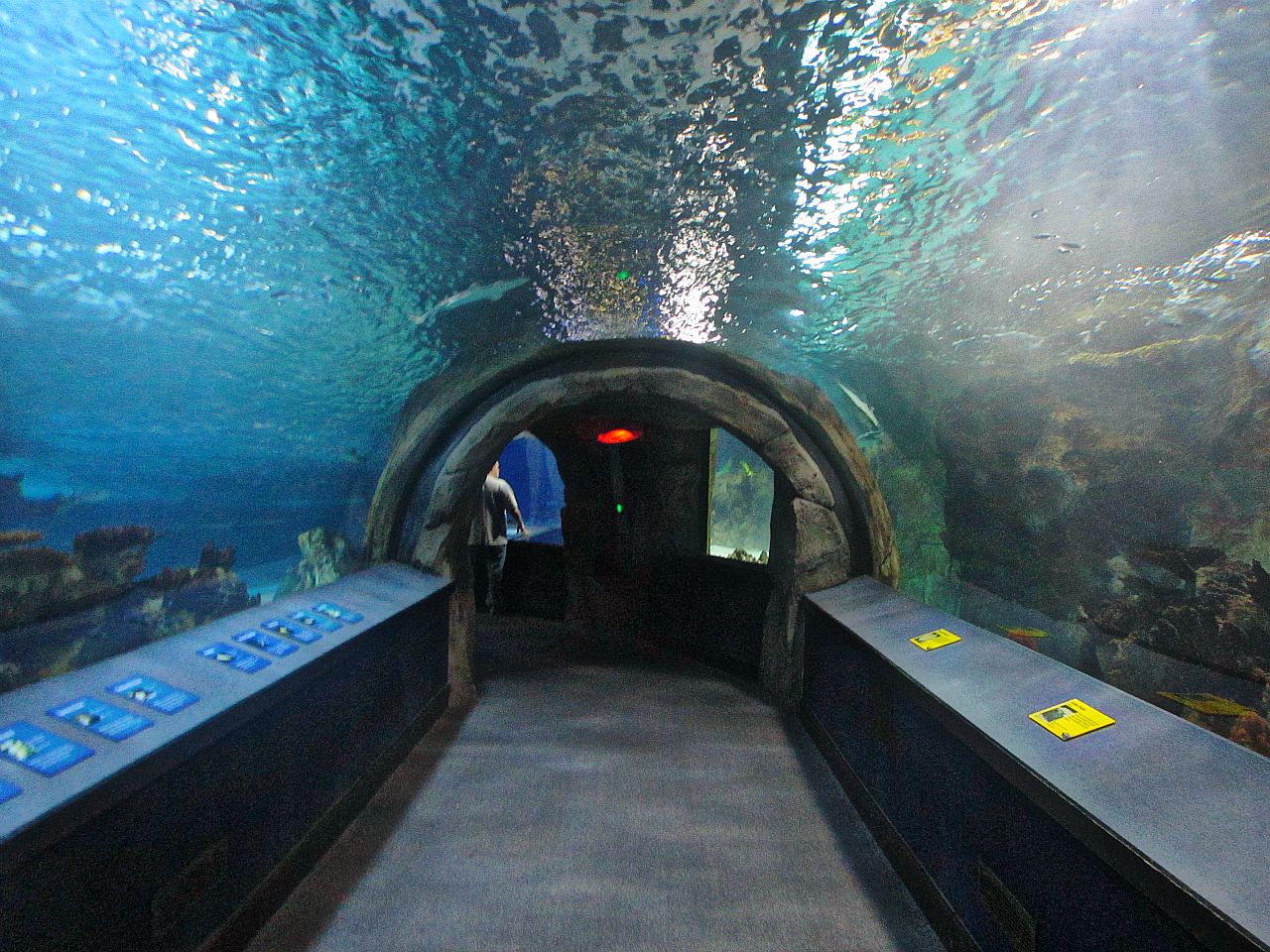 Mar. 2013-Surrounded by Sharks