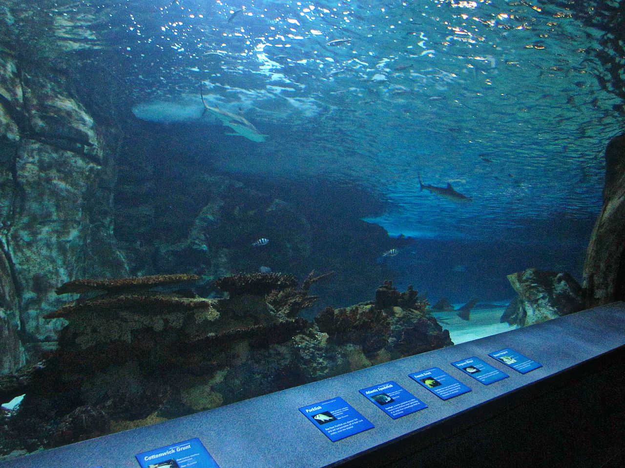 Mar. 2013-Surrounded by Sharks