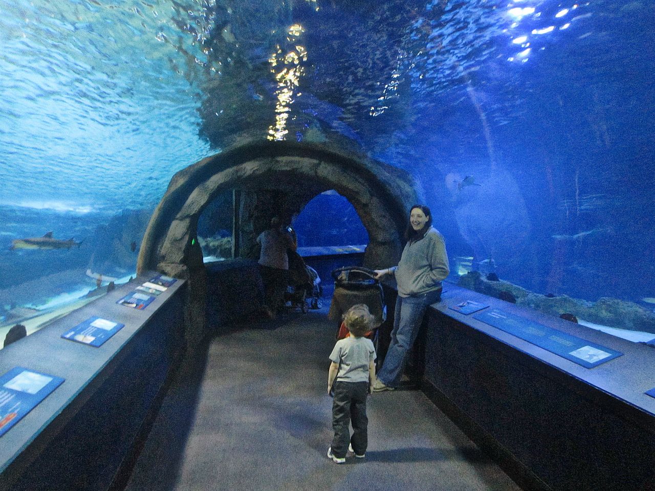 Mar. 2013-Surrounded by Sharks