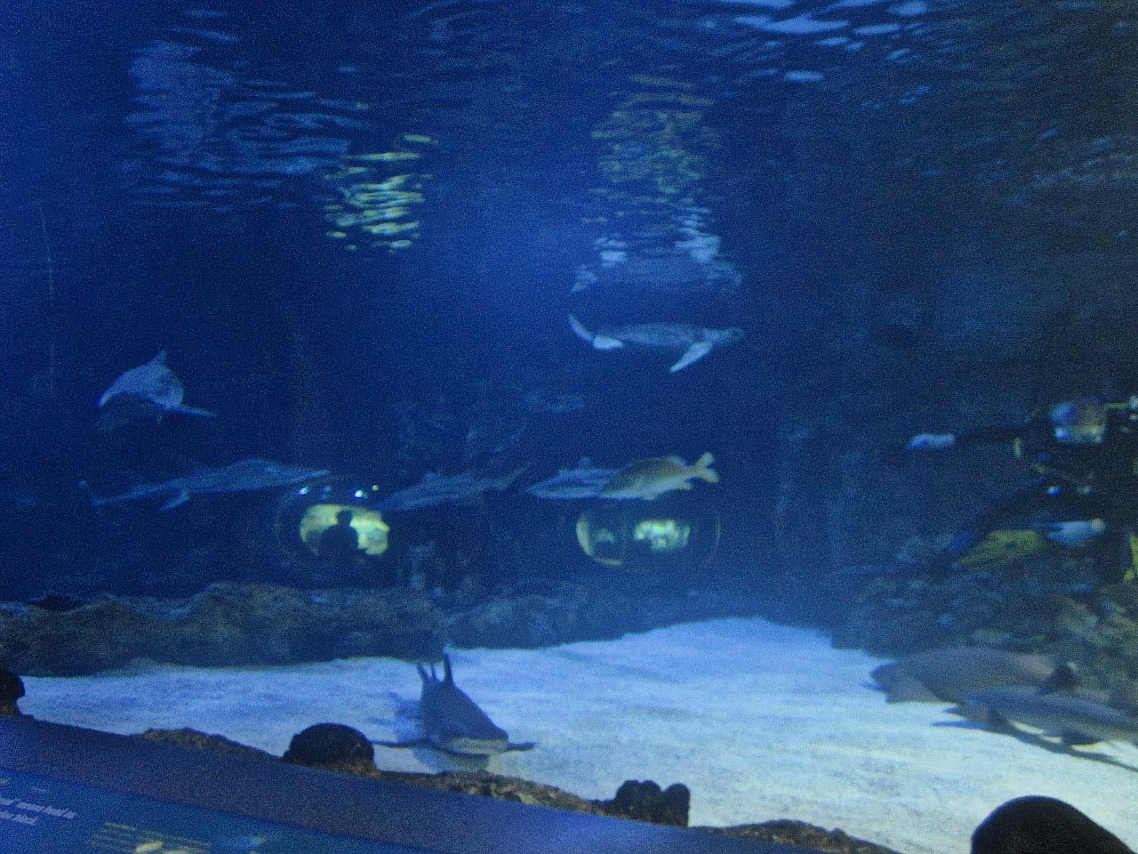 Mar. 2013-Surrounded by Sharks