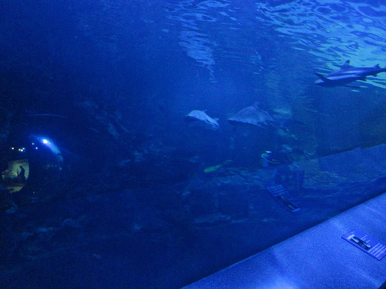 Mar. 2013-Surrounded by Sharks