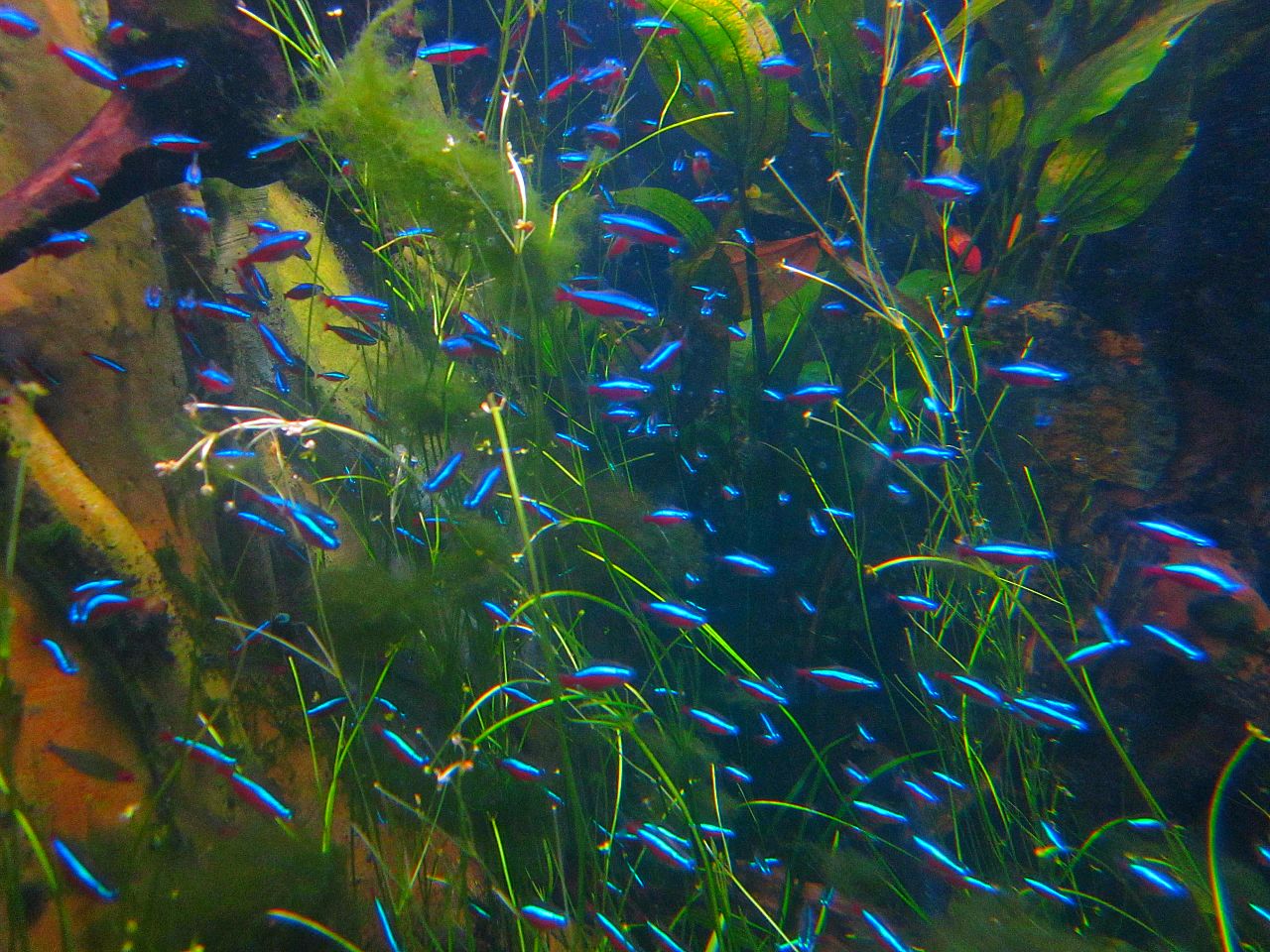 Mar. 2013-Worlds Rivers-Black River - Cardinal Tetras