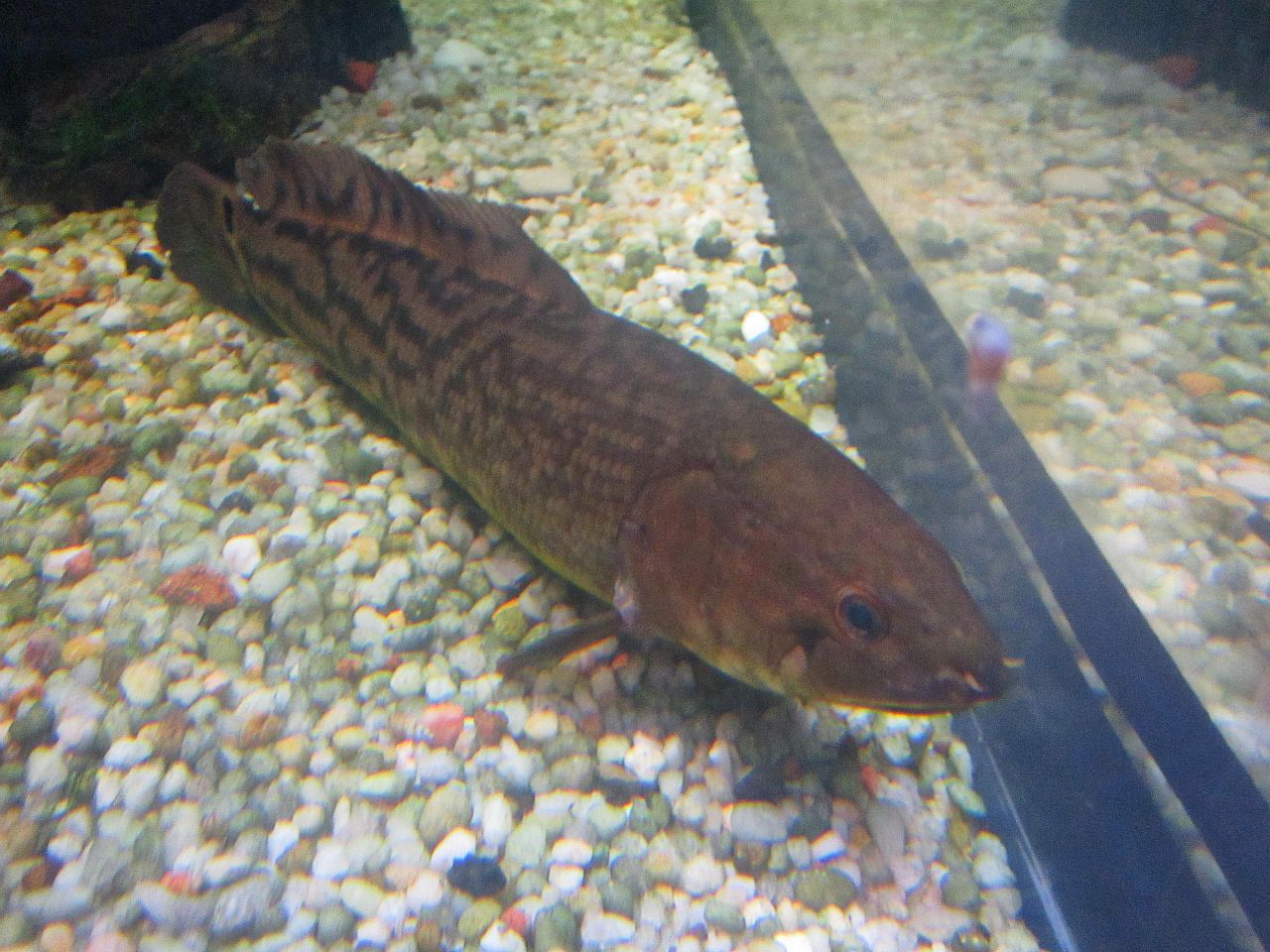 Mar. 2013-Worlds Rivers-The Moving Mississippi - Bowfin