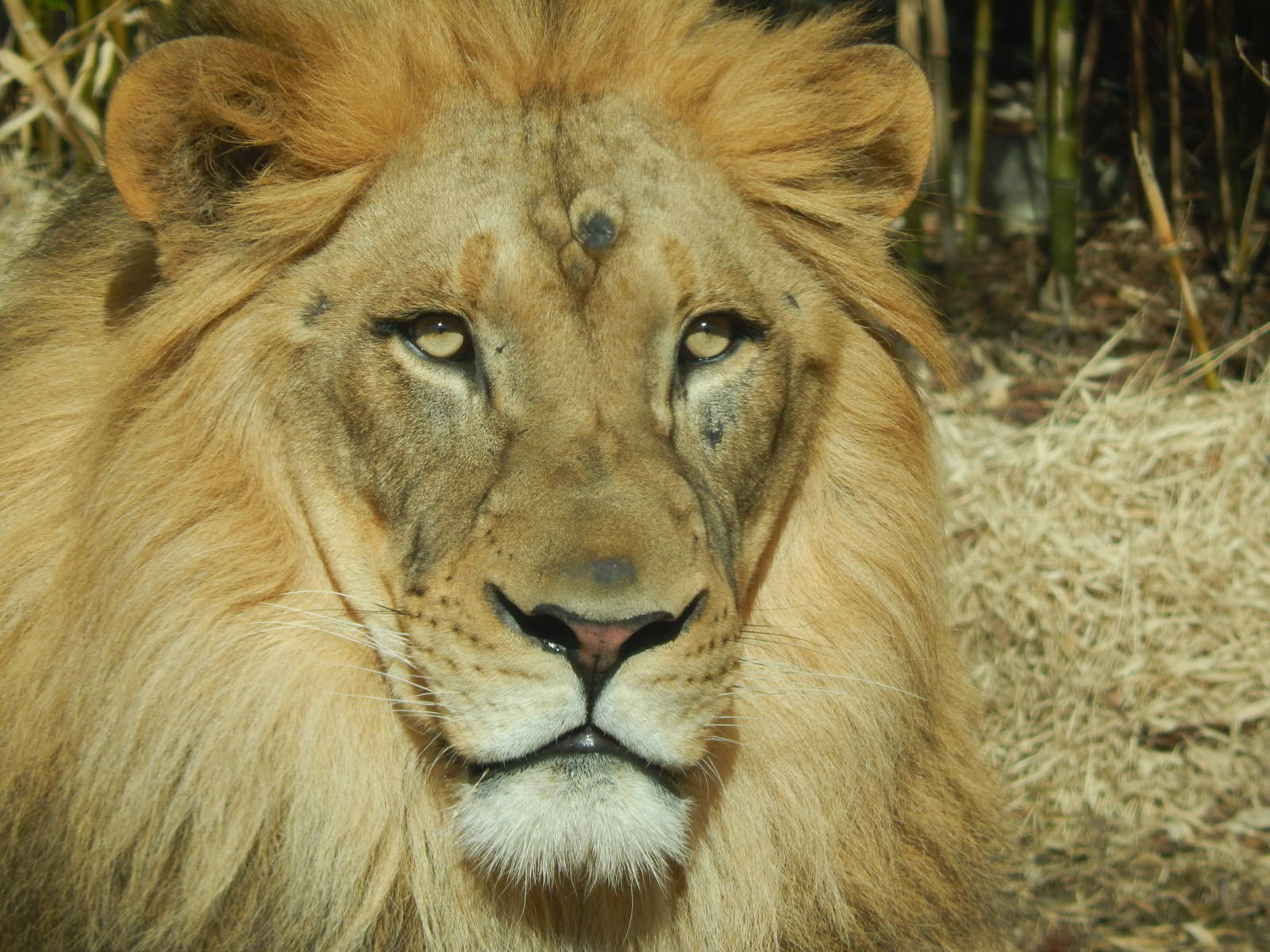 Mar. 2014 - Africa - John, the African Lion
